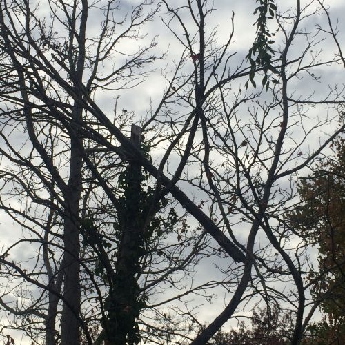 Dead wooding - Trees R Us