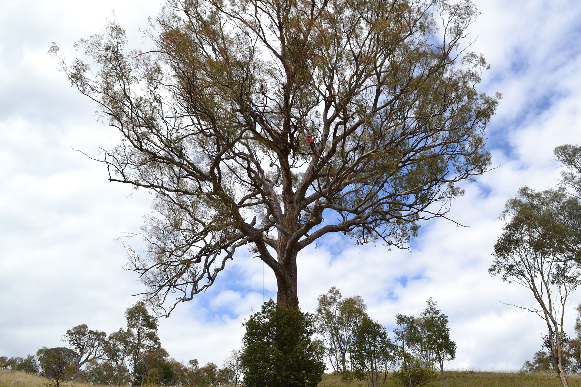 Trees R Us Tree Care Services in Canberra Tree Surgeons in Canberra